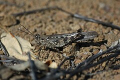 Schistocerca literosa