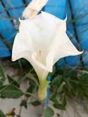 Datura wrightii