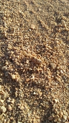 Sphingonotus savignyi