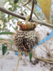 Datura wrightii