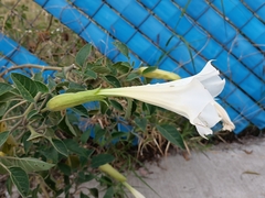 Datura wrightii