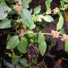 Magnoliopsida