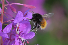 Bombus alpinus