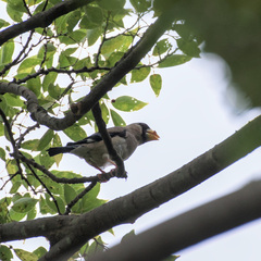Eophona personata