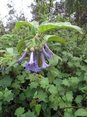 Iochroma cyaneum