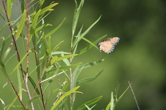Limenitis archippus obsoleta