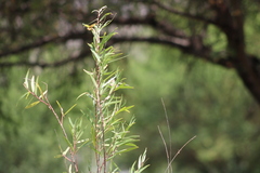 Limenitis archippus obsoleta