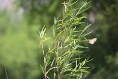 Limenitis archippus obsoleta