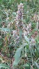 Stachys heraclea