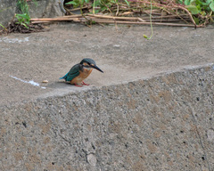 Alcedo atthis