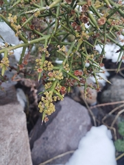 Colletia hystrix