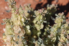 Atriplex lindleyi lindleyi