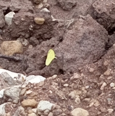 Eurema brigitta