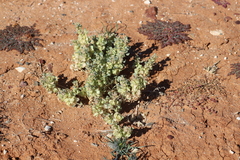 Atriplex lindleyi lindleyi