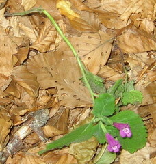 Clinopodium grandiflorum