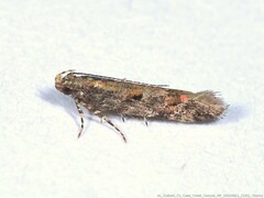 Aristotelia pudibundella