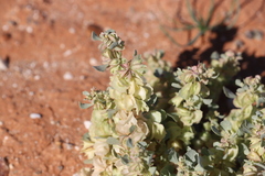 Atriplex lindleyi lindleyi