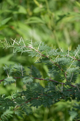 Vachellia farnesiana farnesiana