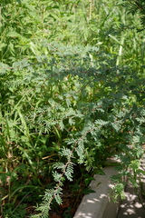 Vachellia farnesiana farnesiana