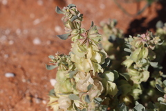 Atriplex lindleyi lindleyi
