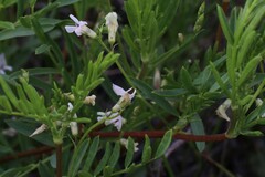 Astragalus miser oblongifolius