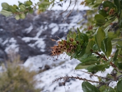 Escallonia illinita