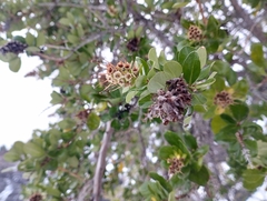 Escallonia illinita