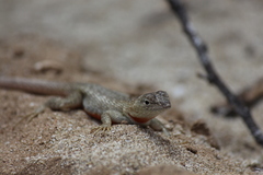 Microlophus bivittatus