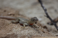 Microlophus bivittatus