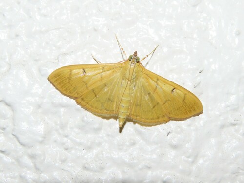 Alamo Moth photo 4