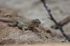 Microlophus bivittatus