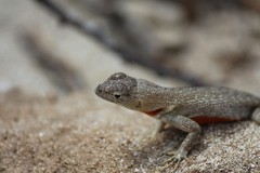 Microlophus bivittatus