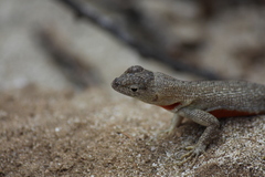 Microlophus bivittatus