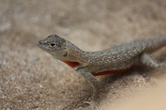 Microlophus bivittatus