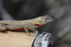 Microlophus bivittatus