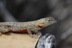 Microlophus bivittatus