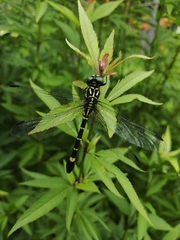 Melligomphus viridicostus