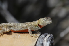 Microlophus bivittatus