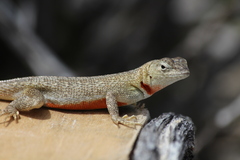 Microlophus bivittatus