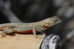 Microlophus bivittatus