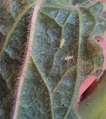 Macrolophus costalis
