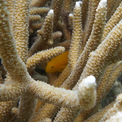 Gobiodon okinawae