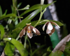 Prosthechea livida