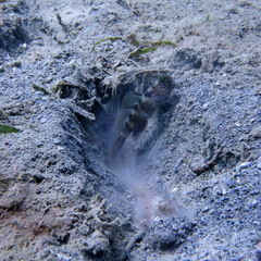 Cryptocentrus fasciatus