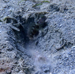 Cryptocentrus fasciatus