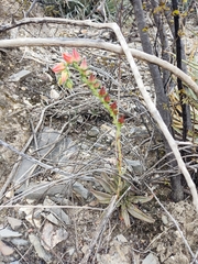 Echeveria bifida