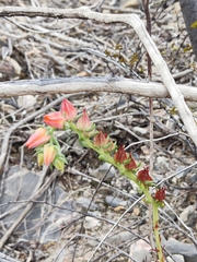 Echeveria bifida