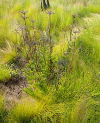 Notobubon ferulaceum