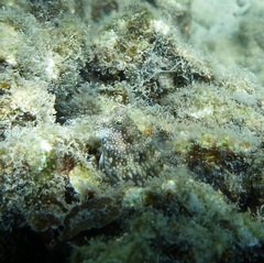 Salarias alboguttatus