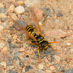 Polistes dominula